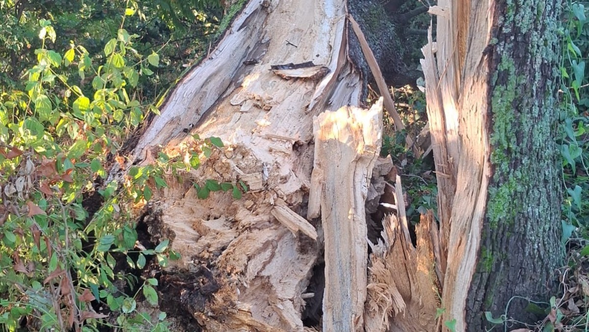 A Velletri il maltempo abbatte una quercia secolare  - 