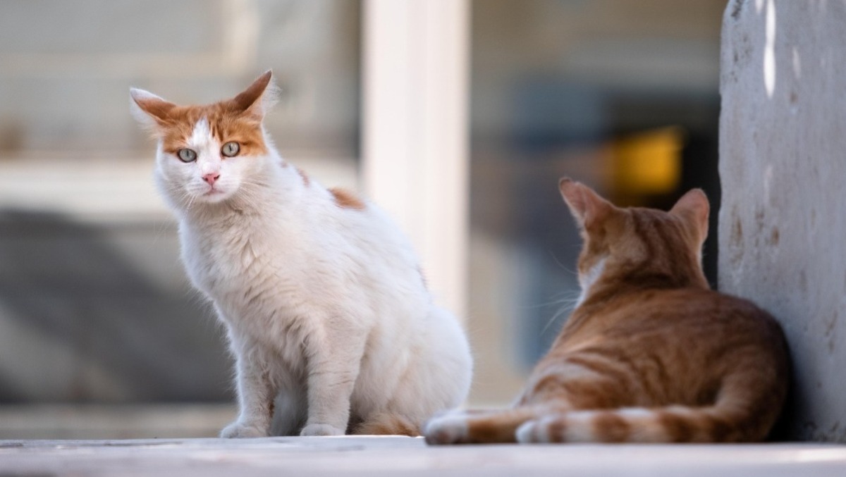 Bassiano, nuove regole per cani e gatti di quartiere: arrivano multe fino a 300 euro. - 