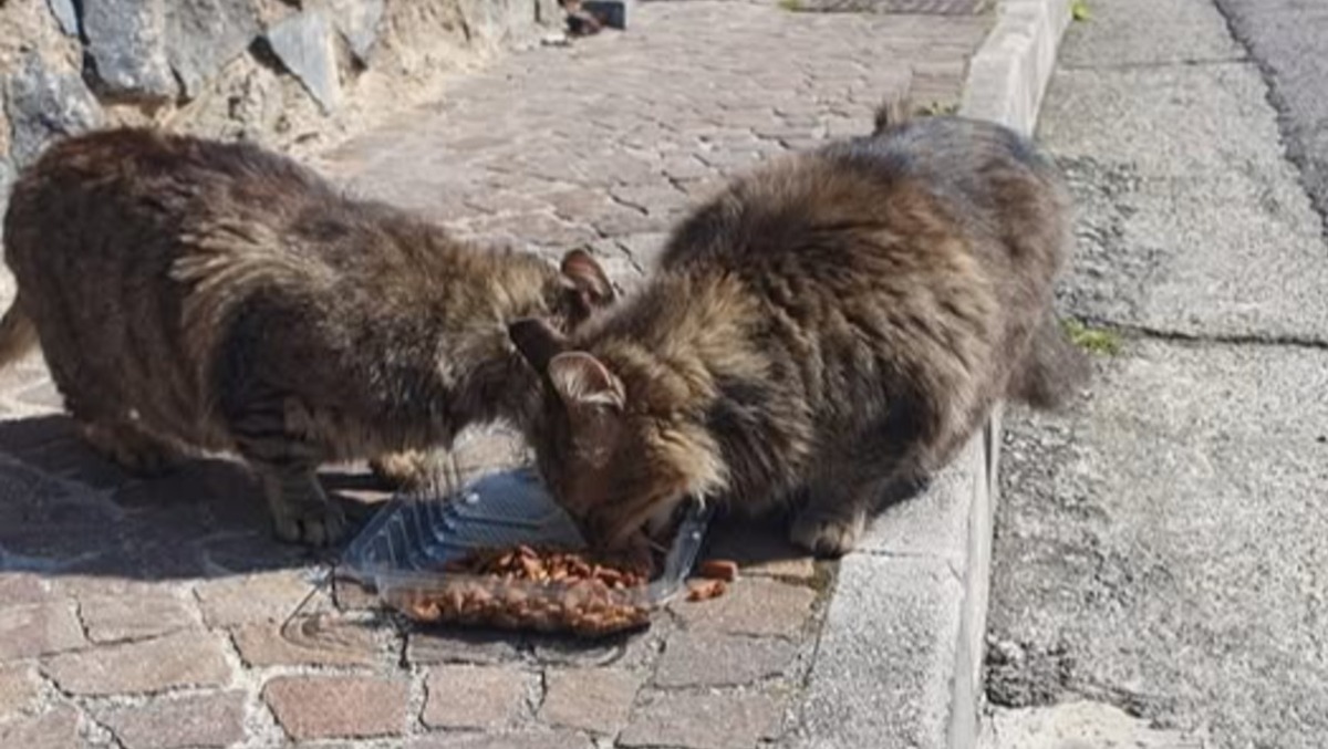A Bassiano vietato lasciare ciotole e cibo per animali in strada: "Accudimento sia civile" - 