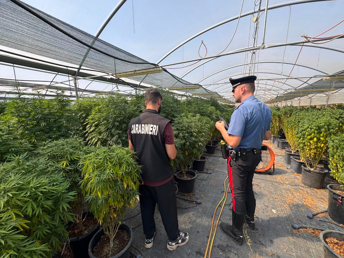 Ardea - Azienda autorizzata a produrre marijuana ispezionata dai carabinieri: 3 arresti - 