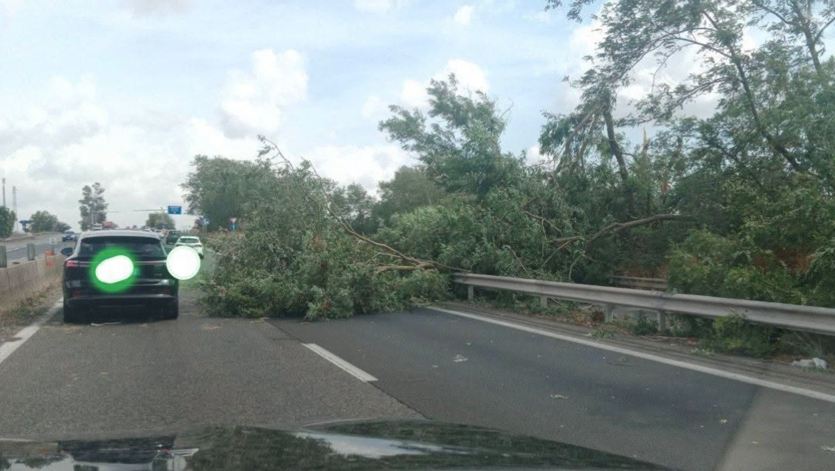 Tromba d'aria tra Borgo Montello e la Pontina, danni agli alberi - 