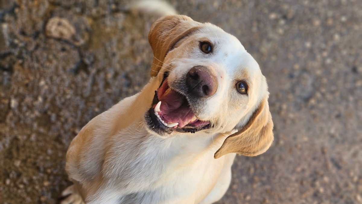 Velletri - "Vengo Via con Te”: cani in passerella per trovare una famiglia - 