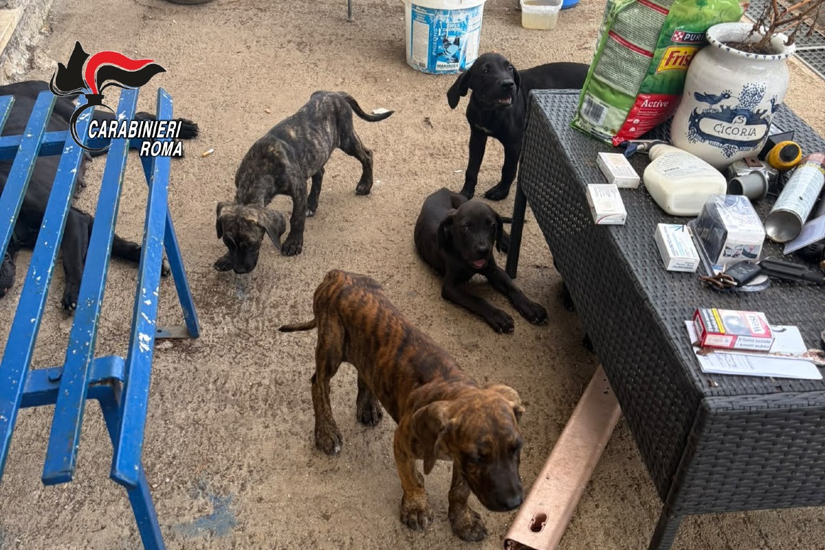 Controlli straordinari ad Ardea: chiusa attività commerciale, salvati 7 cani corso in pessime condizioni - 
