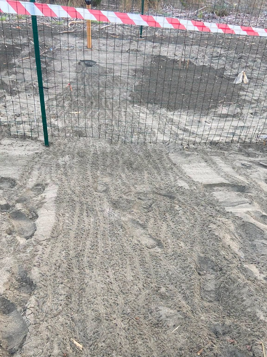 Nido Caretta Caretta Sabaudia 