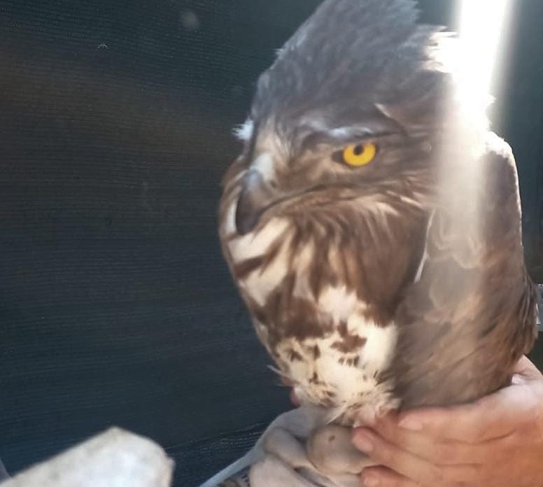 Gli esemplari di Aquila Biancone, detta anche aquila dei serpenti
