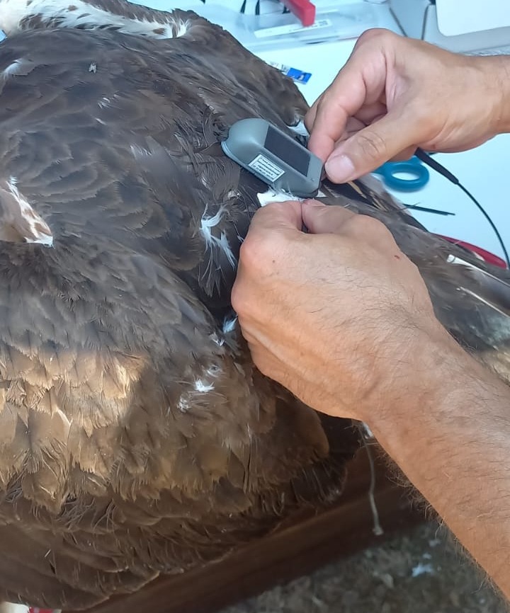 Gli esemplari di Aquila Biancone, detta anche aquila dei serpenti