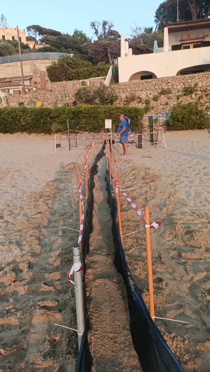 tartarughe marine Gaeta