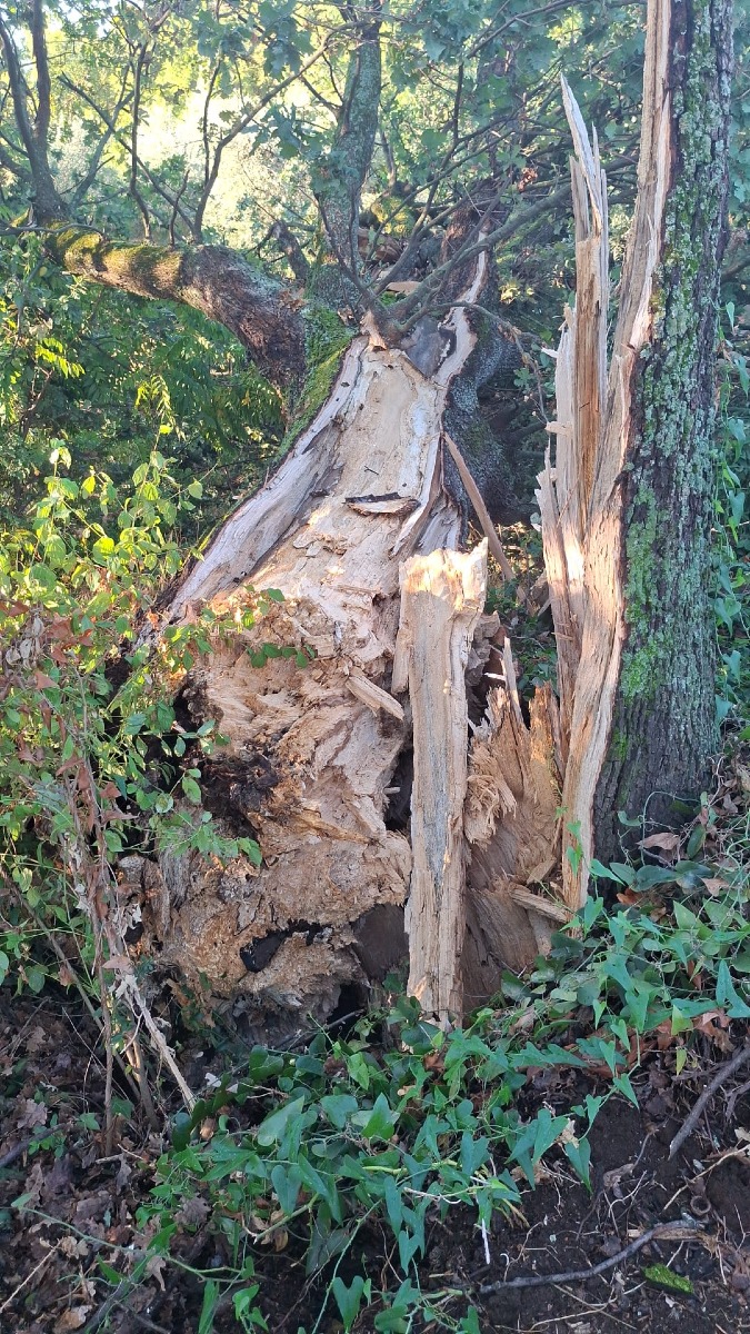 Quercia Velletri 
