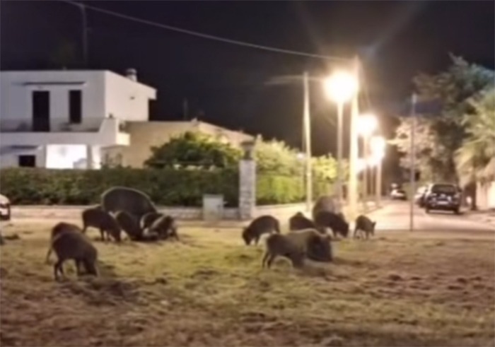 Emergenza cinghiali a Sabaudia: catturati i primi 15 esemplari nel centro urbano  - 