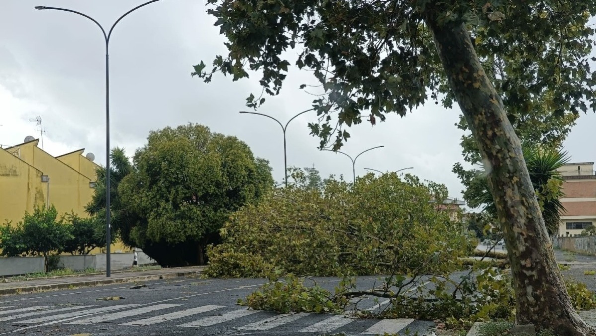 Allagamenti e caduta di alberi ad Aprilia, il Movimento 5 Stelle: “necessari interventi preventivi”. - 