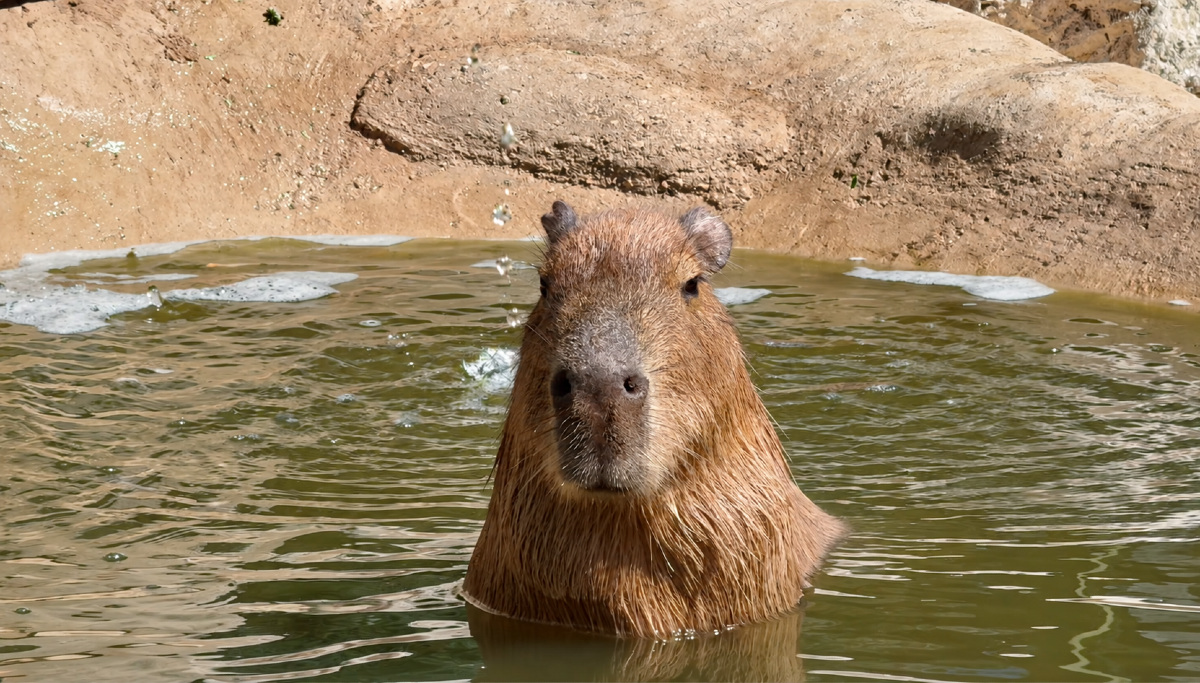 A Zoomarine sono arrivati i Capibara:  lunghe "docce" sotto la cascata - 
