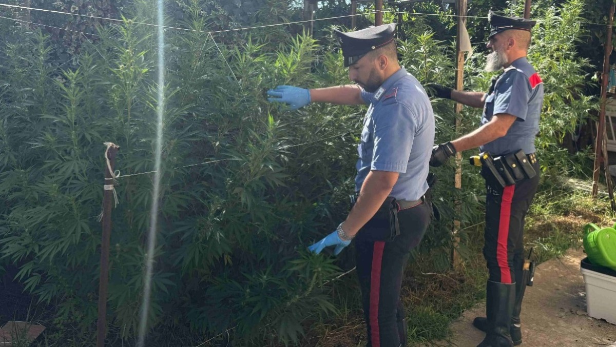 Nettuno, serra di marijuana in giardino e droga anche nel freezer: due arresti. - 