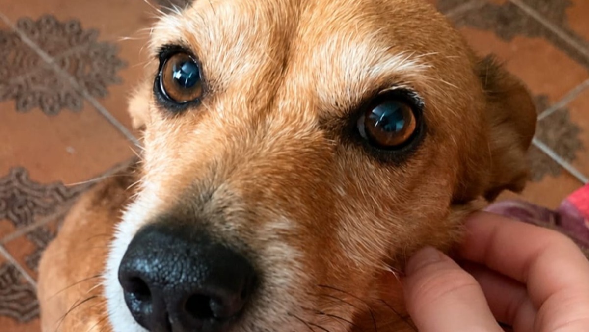 Aprilia - Investe e uccide cagnolino, poi fugge. Il padrone di Erri: "Vorrei che chiedesse scusa" - 