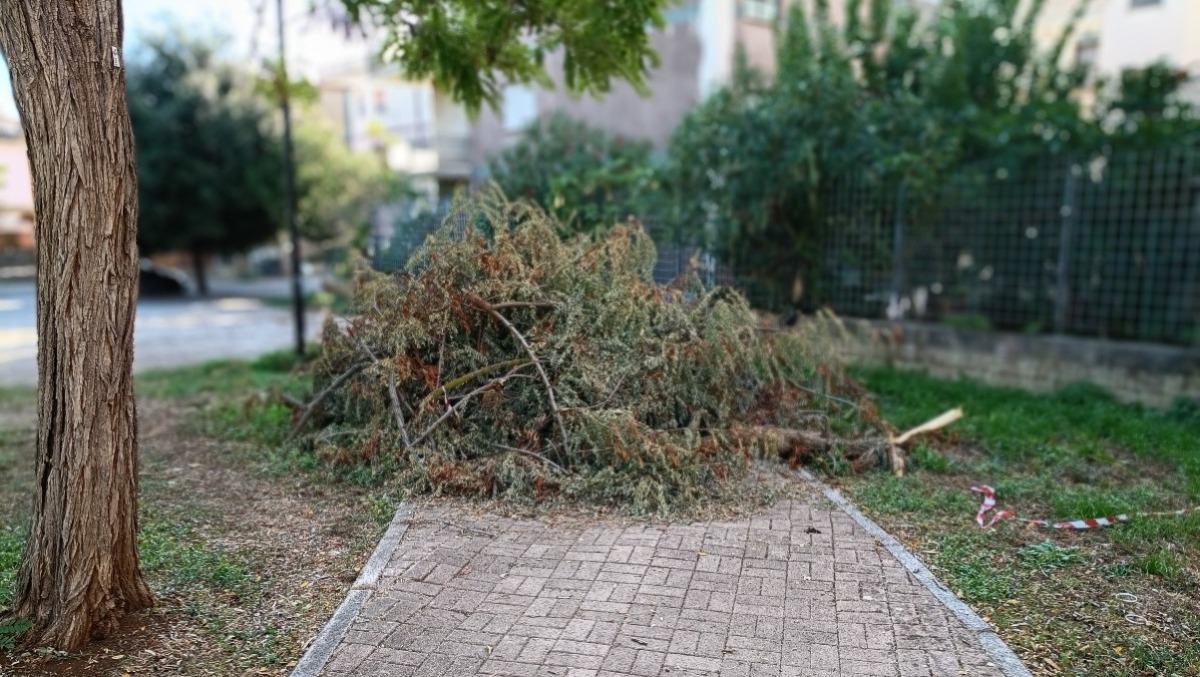 Aprilia, parchi e strade ancora con rami ed alberi caduti per il maltempo: si sollecita la bonifica. - 