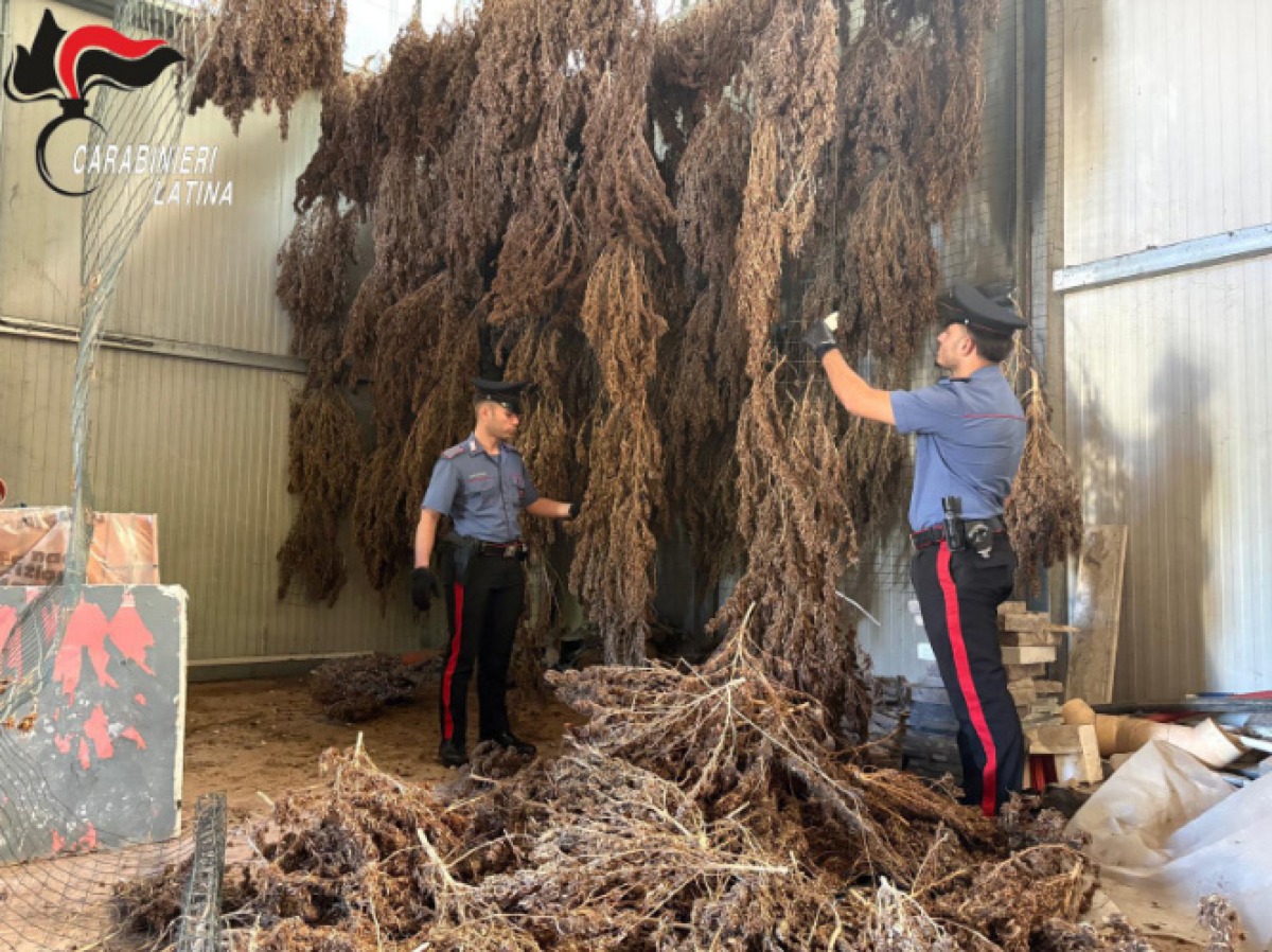 Sezze, maxi blitz nel capannone della droga: sequestrate oltre 800 piante di marijuana VIDEO - 