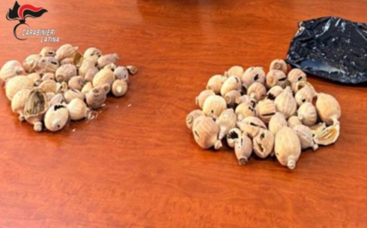 Aprilia - Inseguito per le vie della città, fermato con 200 grammi di bulbi di papavero - 
