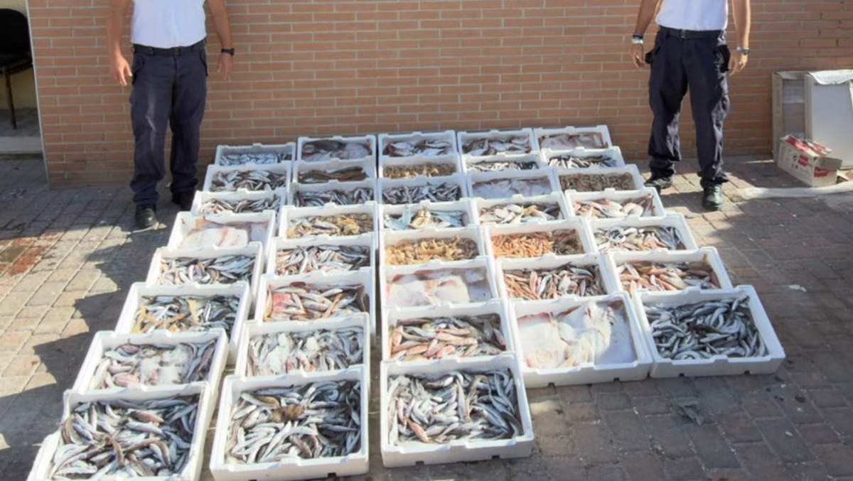 Anzio e Formia. Pesca illegale: sequestrata una tonnellata di pesce e maxi multa - 