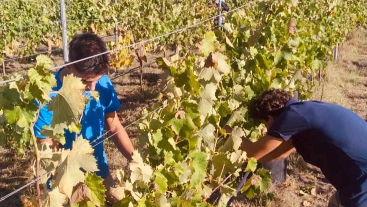 Vendemmia, 200 quintali di uva raccolti: gli studenti dell'Einaudi-Mattei a lezione tra i filari - 