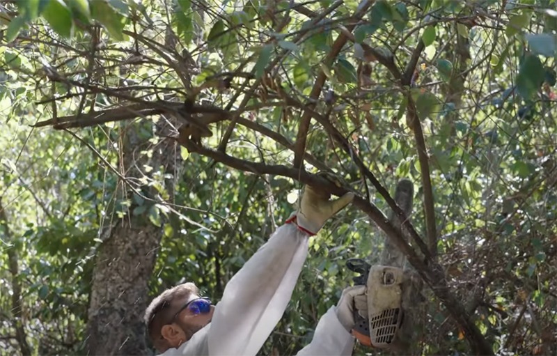 Sughereta Pomezia