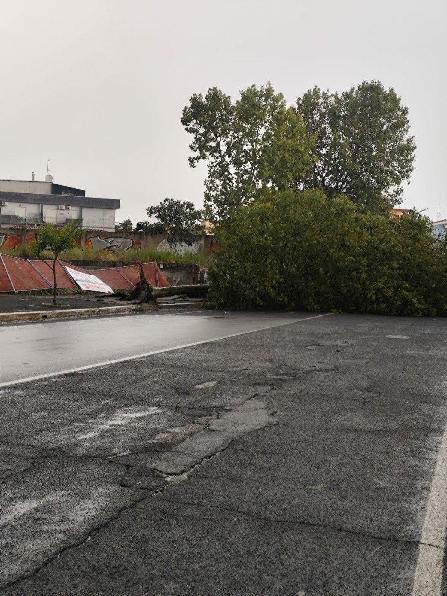 Via Pergolesi Aprilia_albero abbattuto