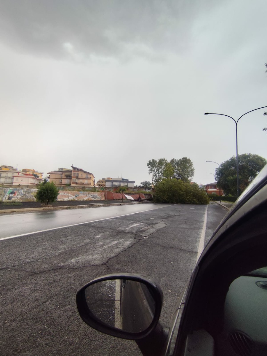 Via Pergolesi Aprilia_albero abbattuto