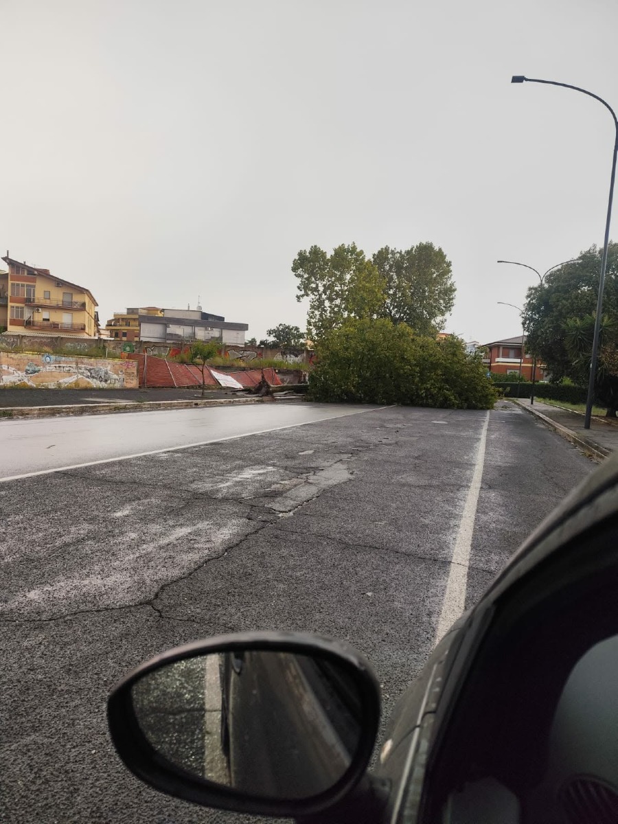 Via Pergolesi Aprilia_albero abbattuto