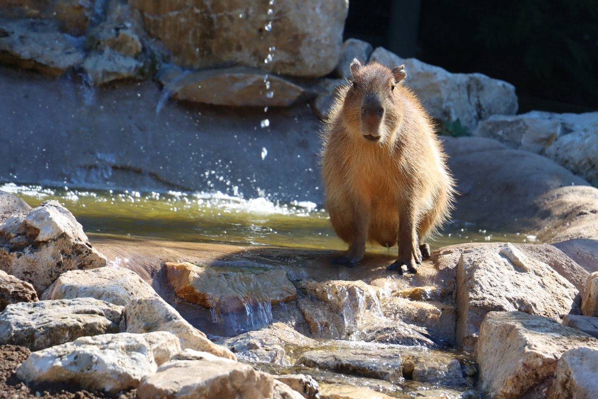 Capibara 