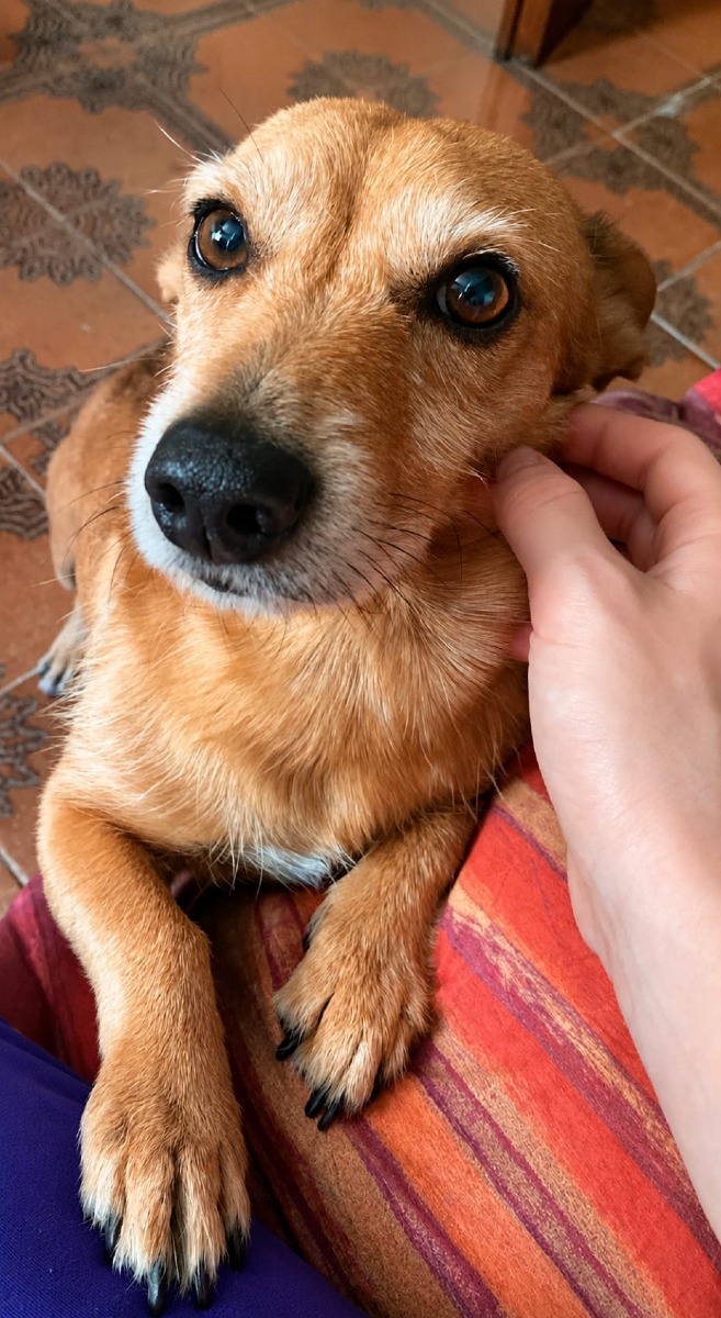 Il piccolo ERRI