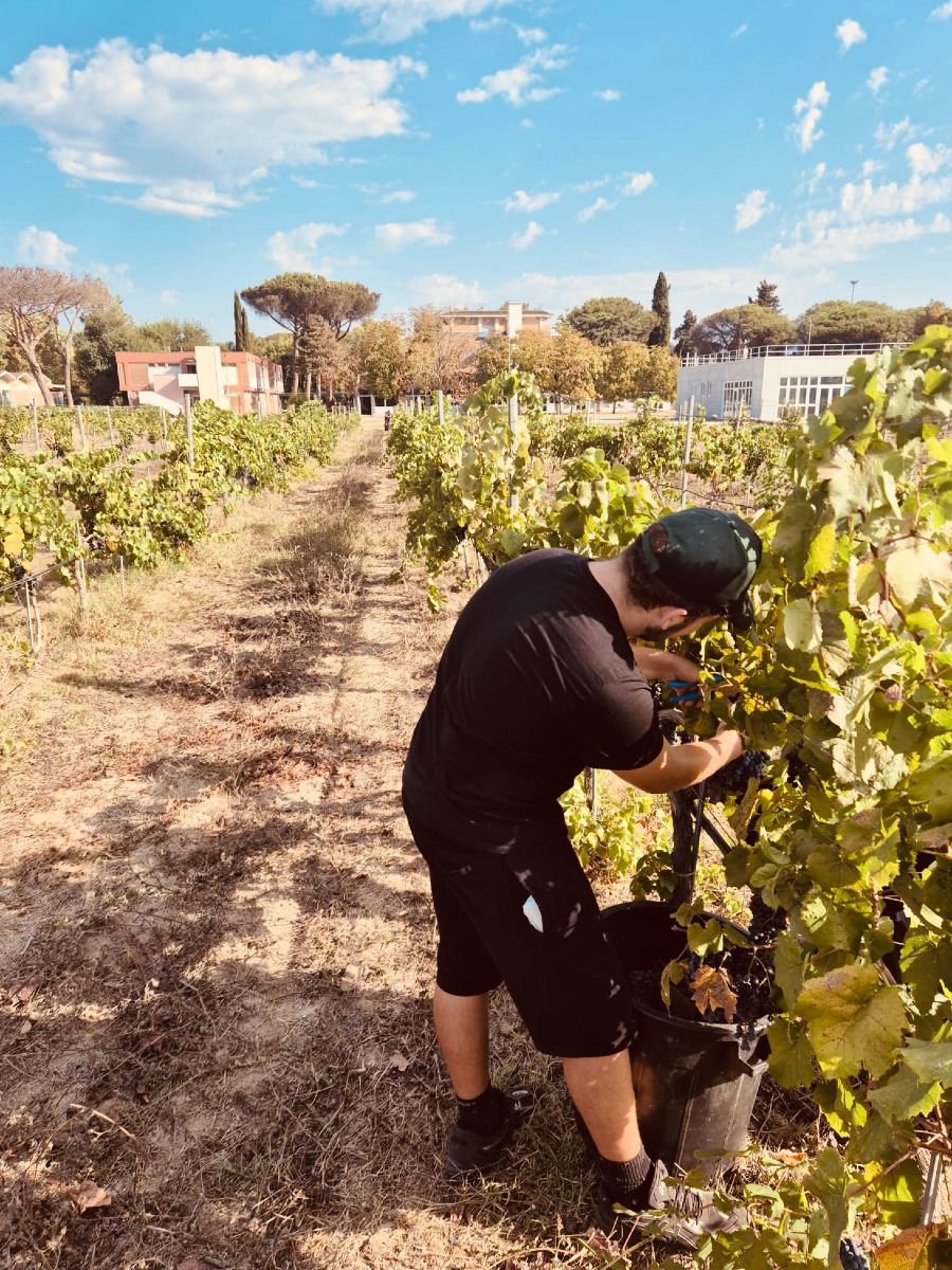 Vendemmia 