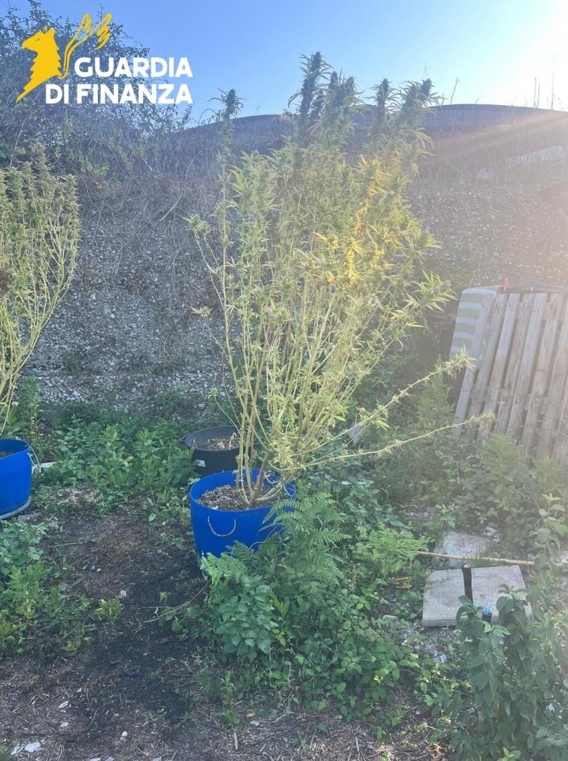 FinanzaLatina_arresto cocaina_marijuana