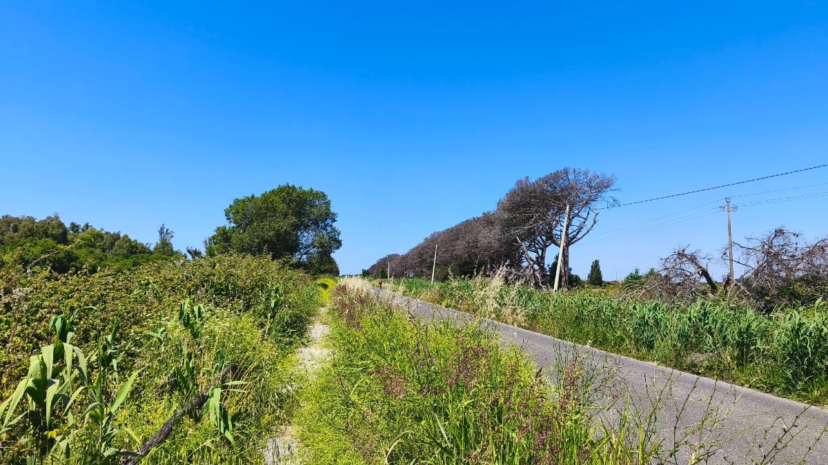 Ciclabile via del Lido, a Latina: al via gli interventi di sfalcio dopo mesi di denunce. - 