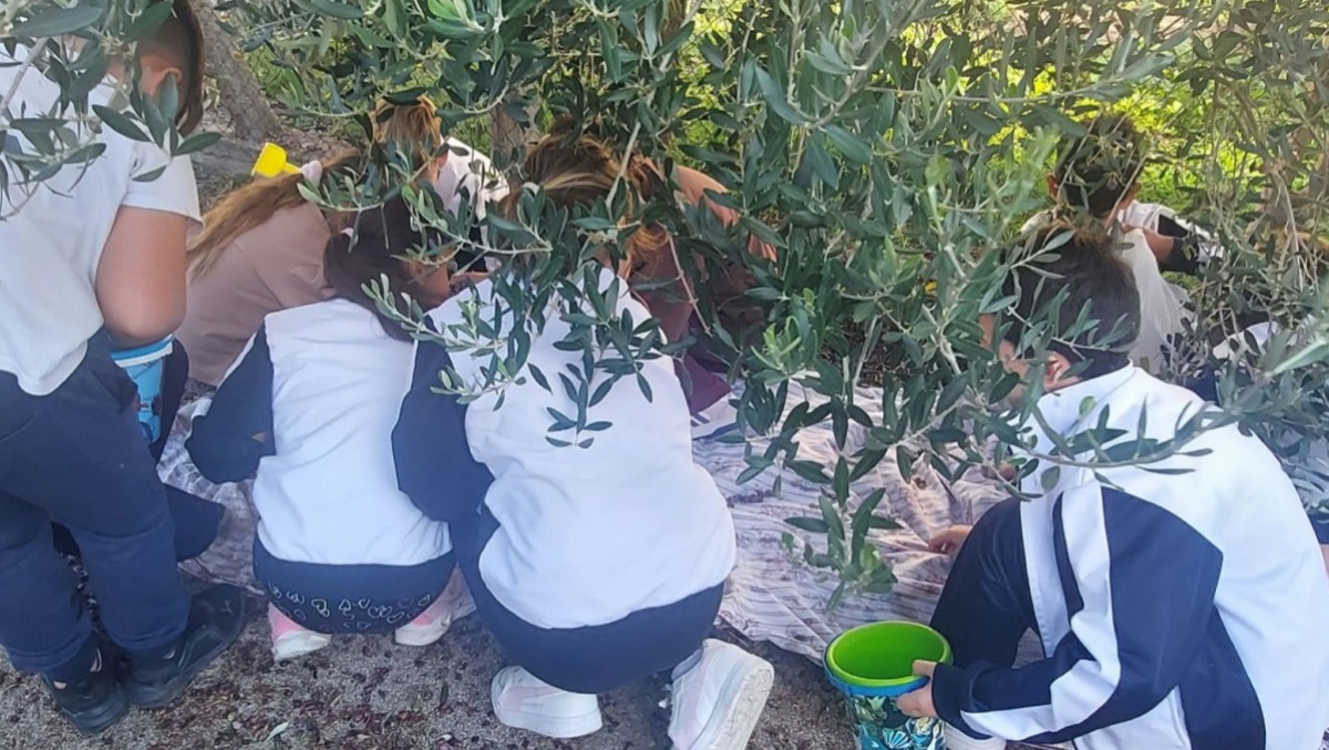 Aprilia, alla Scuola Primaria di Campoverde l’olio lo fanno i bambini! - 