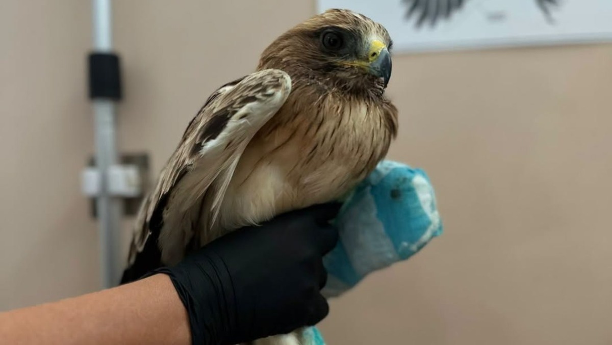 Velletri - Aquila minore uccisa a fucilate, la Lipu: "Serve Daspo venatorio" - Foto Lipu 