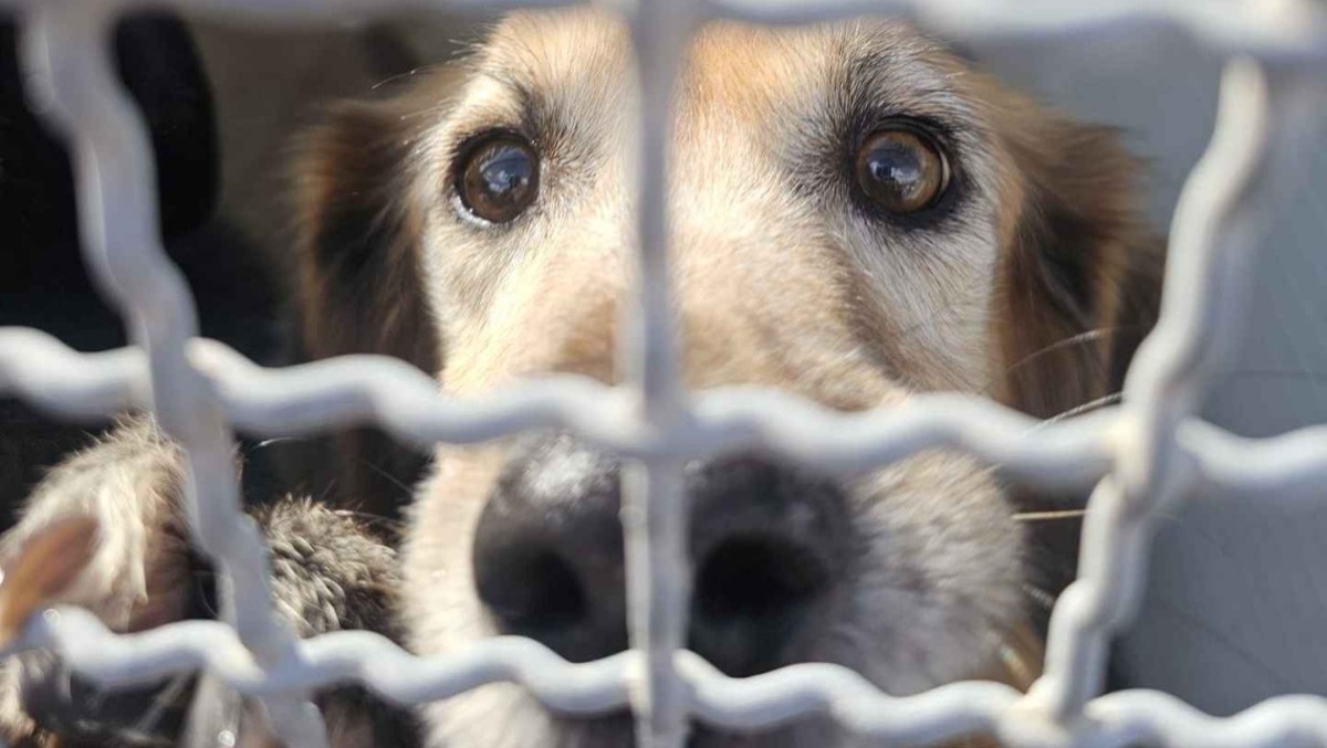 Canile Comunale di Terracina. Presentato il nuovo gattile e la nuova area con i box per i cani - 