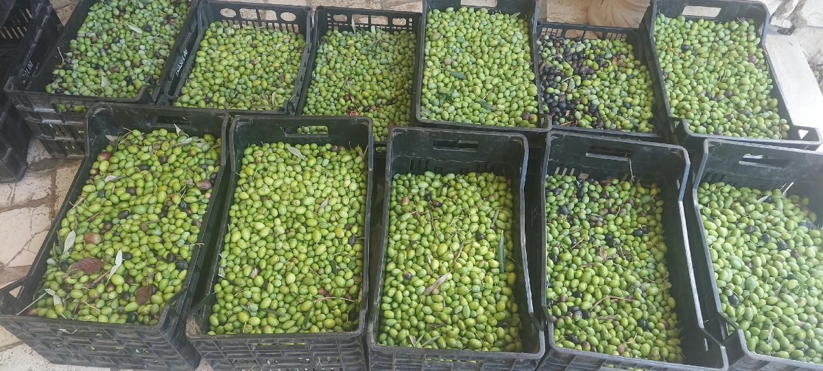 Scuola Primaria Campoverde_Raccolta olive