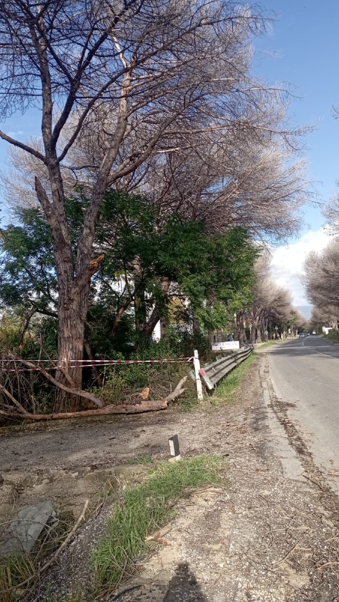 CdQ_Selciatella-Via5archi-alberi-pericolosi